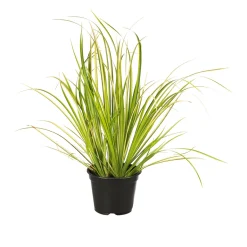 PlantiflorHerbstzauber verschiedene Sorten Topf Durchmesser 11 cm