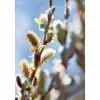 Plantiflor Hängekätzchenweide Topf Durchmesser 17 cm