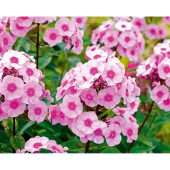 Plantiflor Hohe Flammenblume Topf- Durchmesser 19 cm