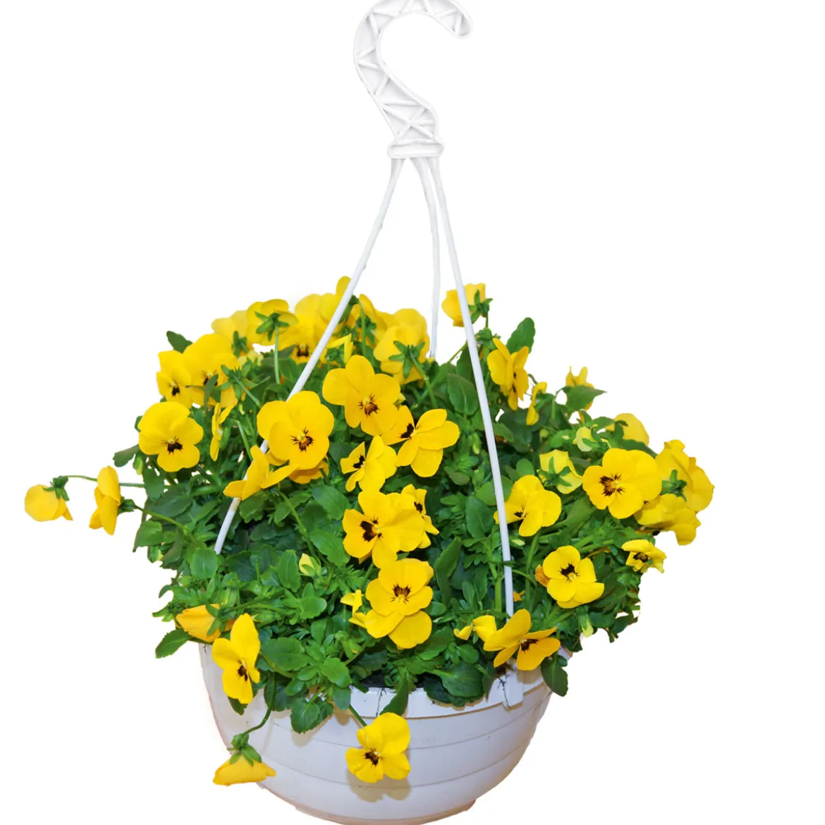 PlantiflorHornveilchen Ampel Durchmesser 25 cm
