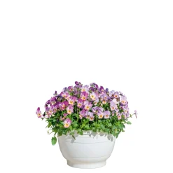 PlantiflorHornveilchen Ampel Durchmesser 25 cm