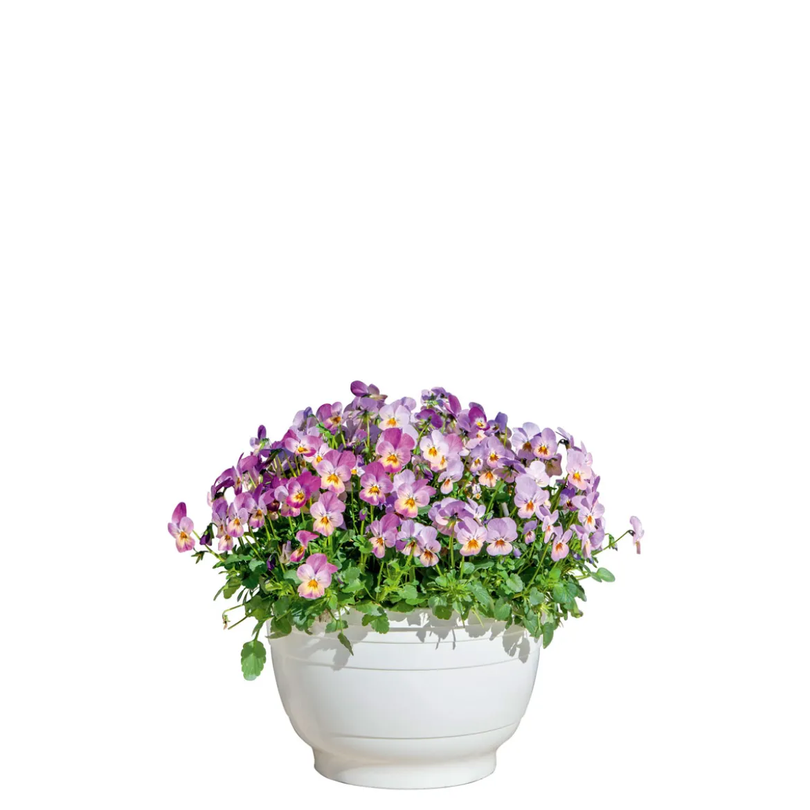 PlantiflorHornveilchen Ampel Durchmesser 25 cm