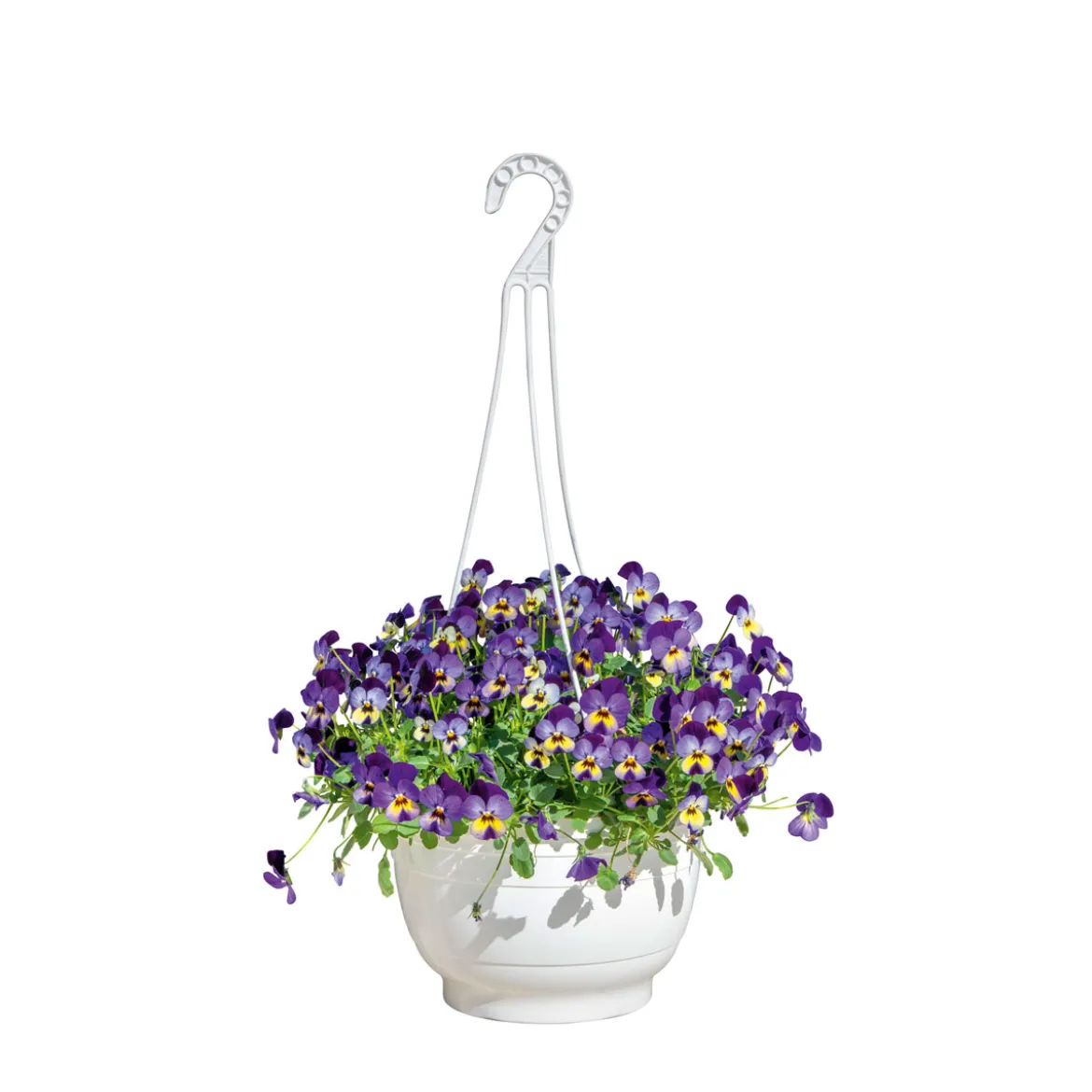 PlantiflorHornveilchen Ampel Durchmesser 25 cm