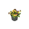PlantiflorHornveilchen Topf Durchmesser 9 cm