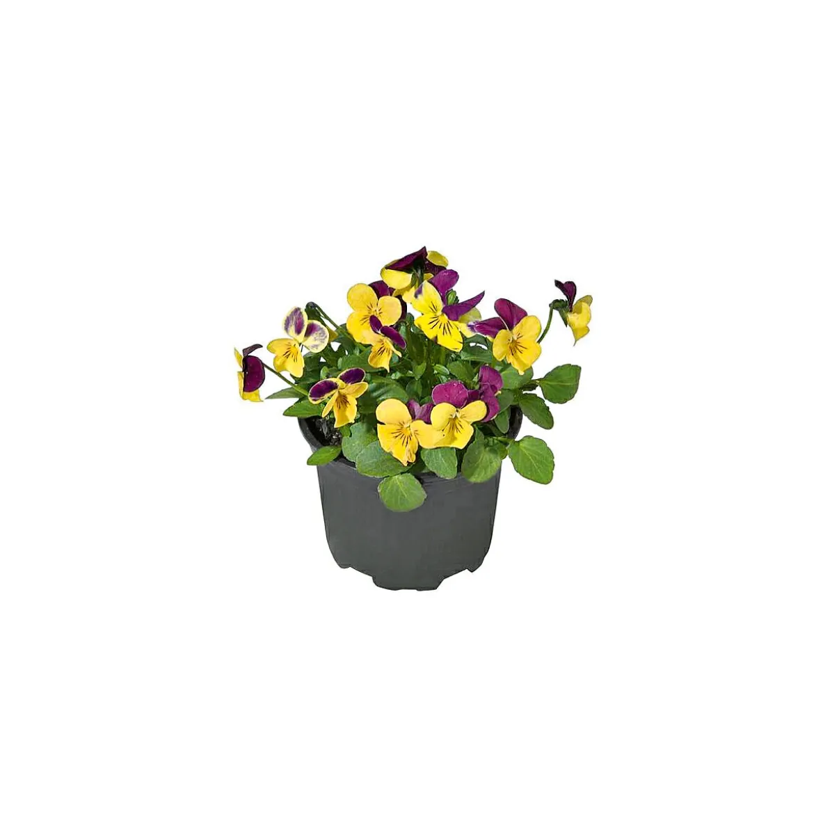 PlantiflorHornveilchen Topf Durchmesser 9 cm