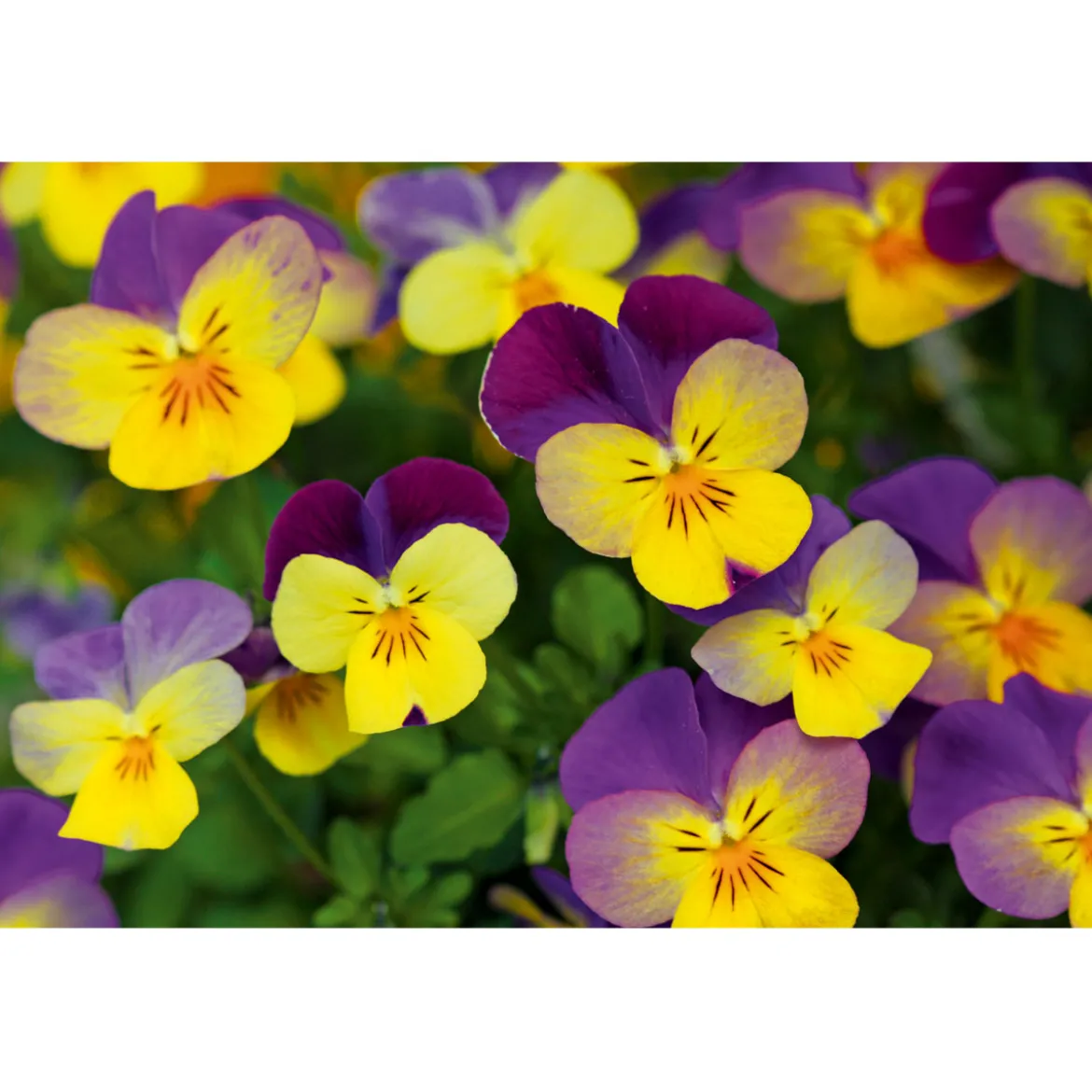 PlantiflorHornveilchen Topf Durchmesser 9 cm