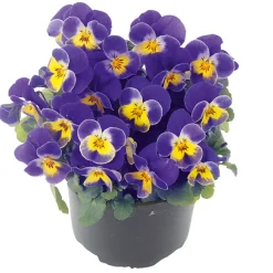 PlantiflorHornveilchen Topf Durchmesser 9 cm
