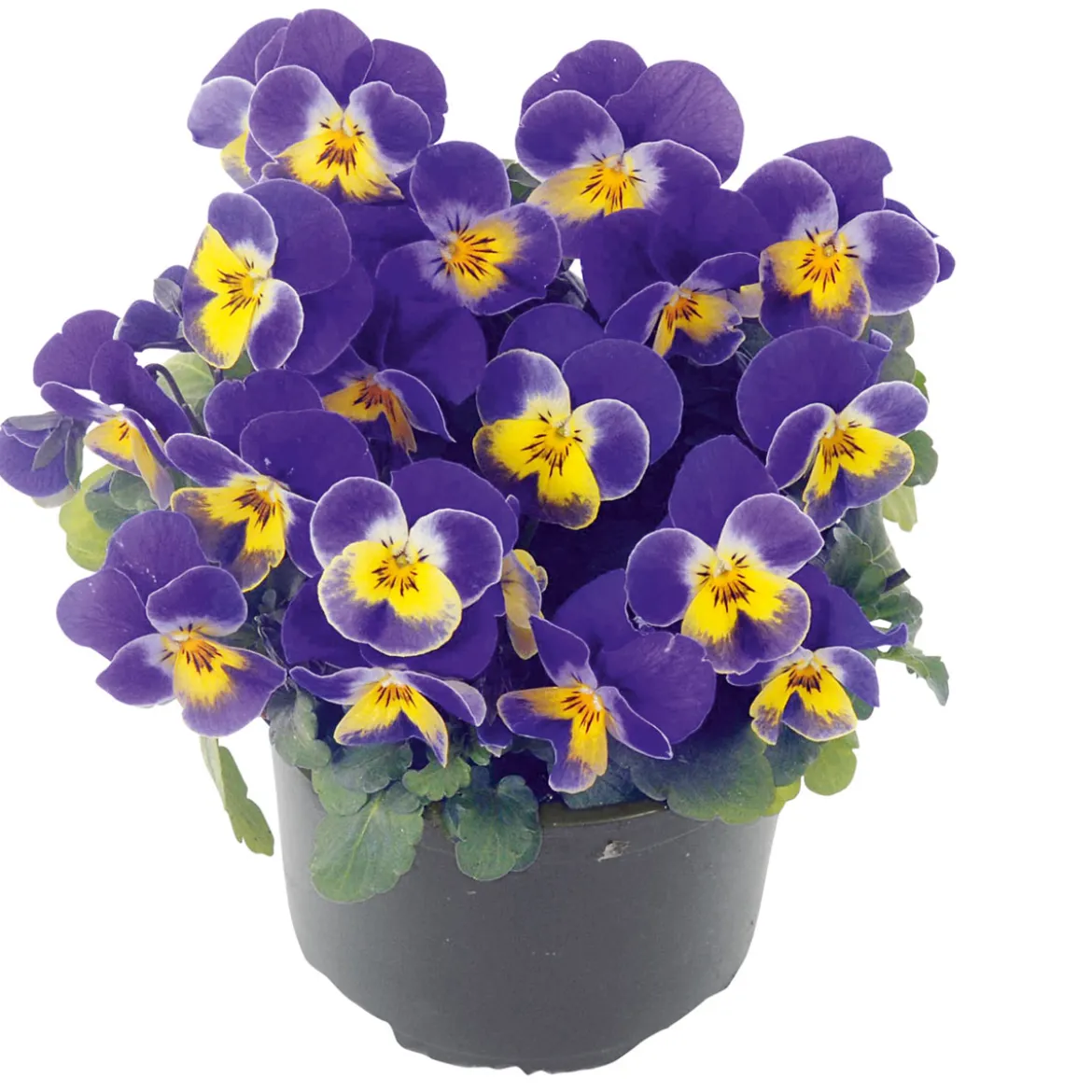PlantiflorHornveilchen Topf Durchmesser 9 cm