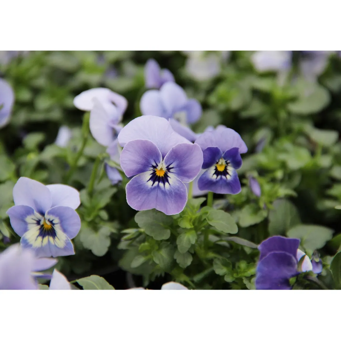 PlantiflorHornveilchen Topf Durchmesser 9 cm