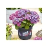 PlantiflorHortensie Music Collection Topf Durchmesser 23 cm