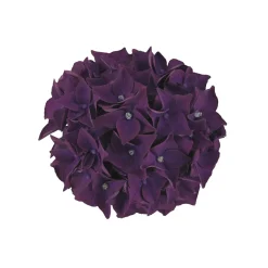 PlantiflorHortensie Music Collection Topf Durchmesser 23 cm