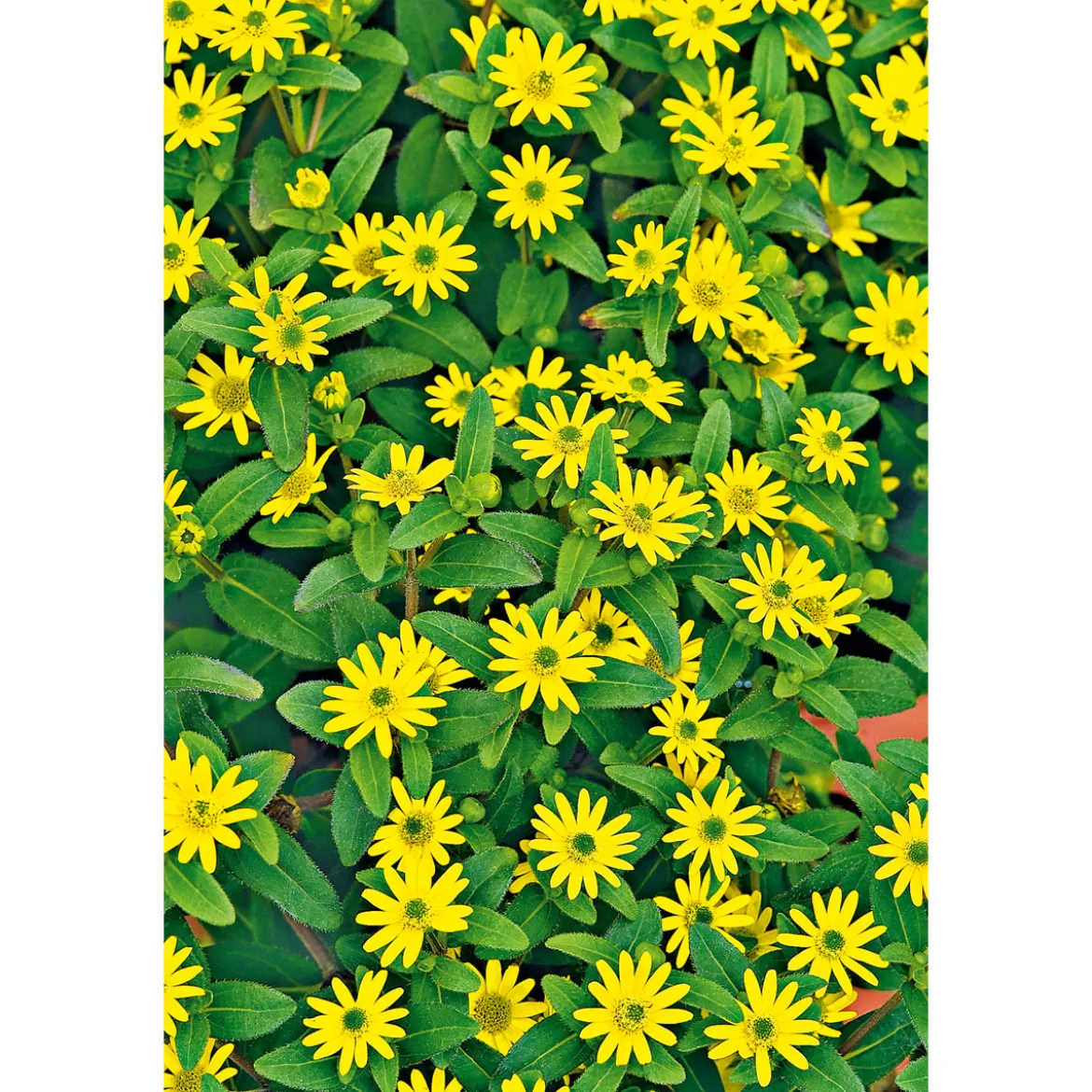PlantiflorHusarenknopf im Topf Durchmesser 10,5 cm