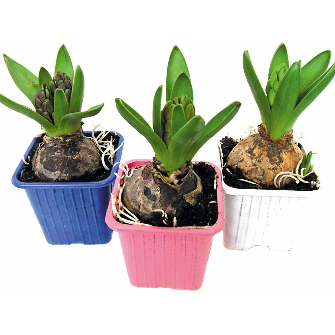 PlantiflorHyanzinthe im Farbmix
