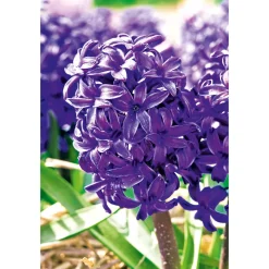 PlantiflorHyanzinthe im Farbmix