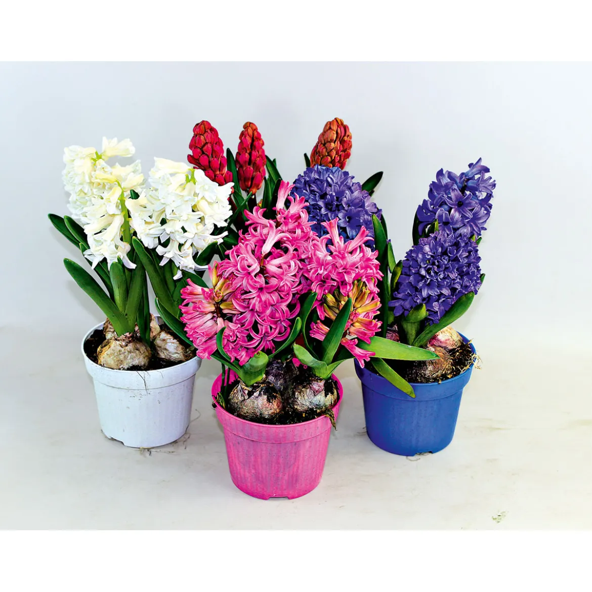 PlantiflorHyanzinthe im Farbmix