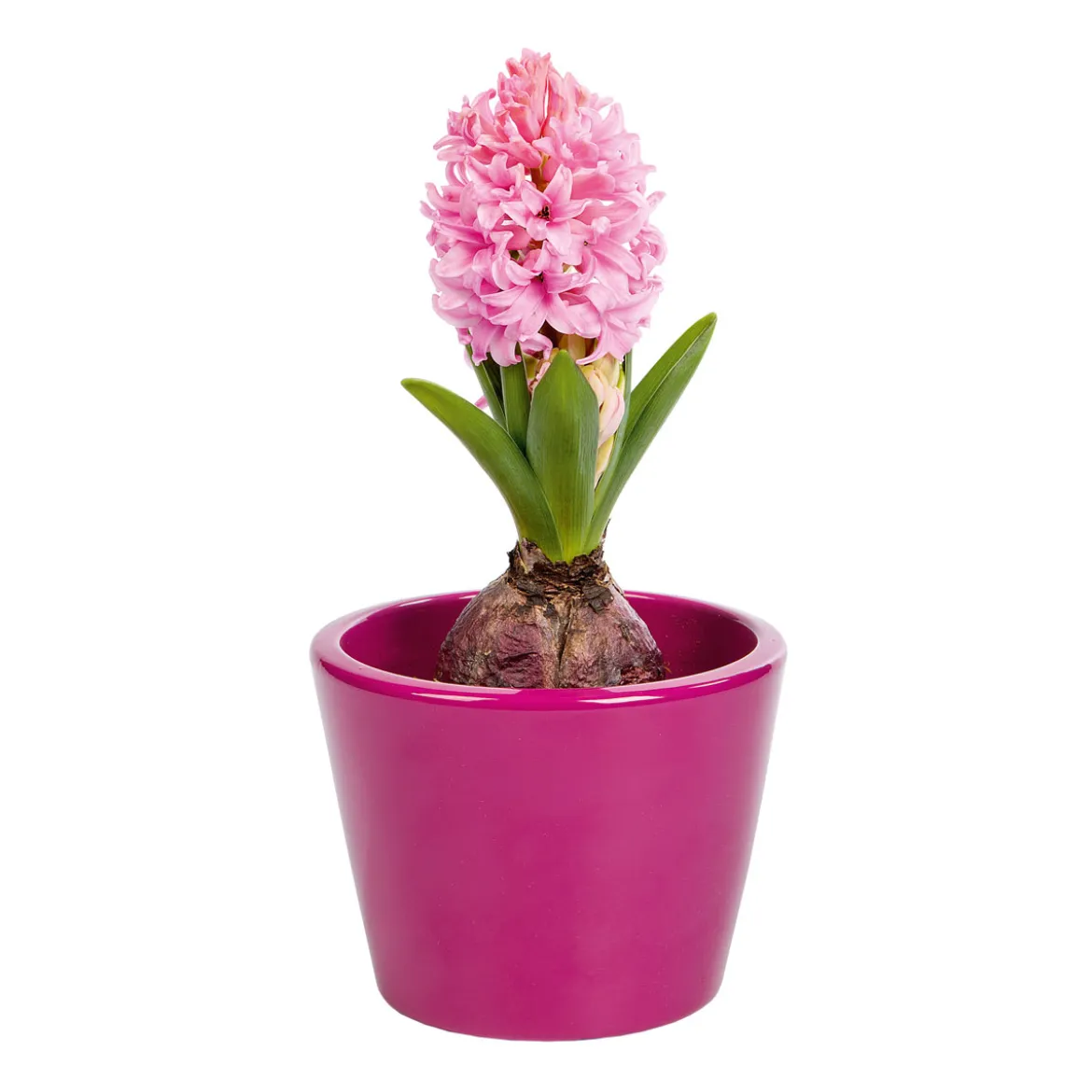 PlantiflorHyanzinthe im Farbmix