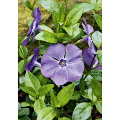 PlantiflorImmergrün Topf Dm 9,5 cm