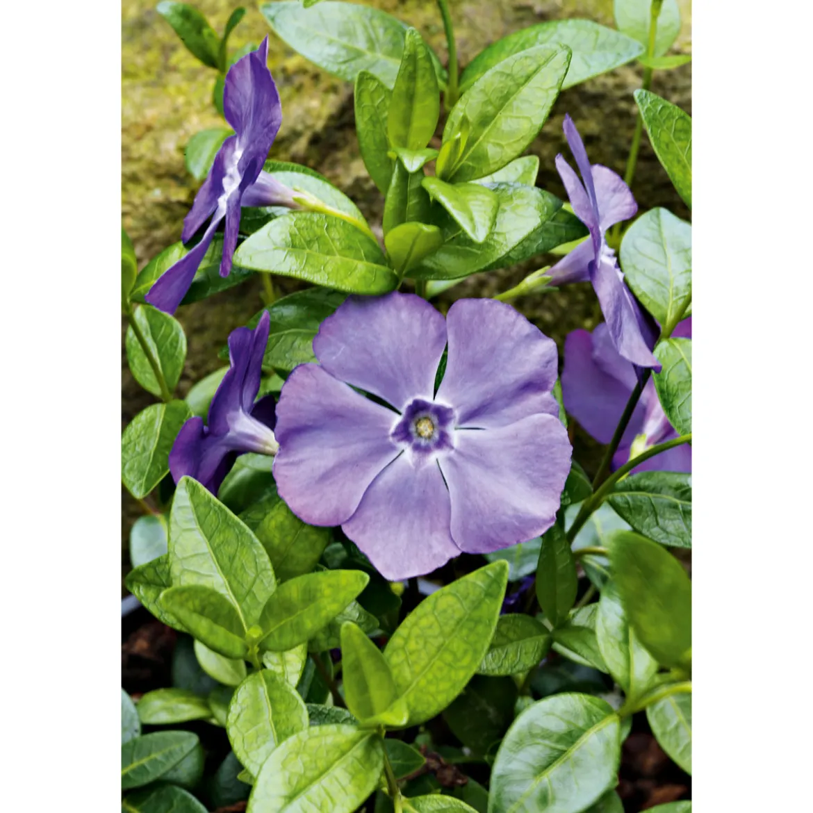 PlantiflorImmergrün Topf Dm 9,5 cm