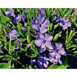 PlantiflorImmergrün Topf Dm 9,5 cm