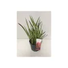 PlantiflorJapanisches Blutgras Red Baron P14