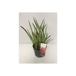 PlantiflorJapanisches Blutgras Red Baron P14