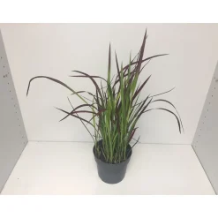 PlantiflorJapanisches Blutgras Red Baron P14