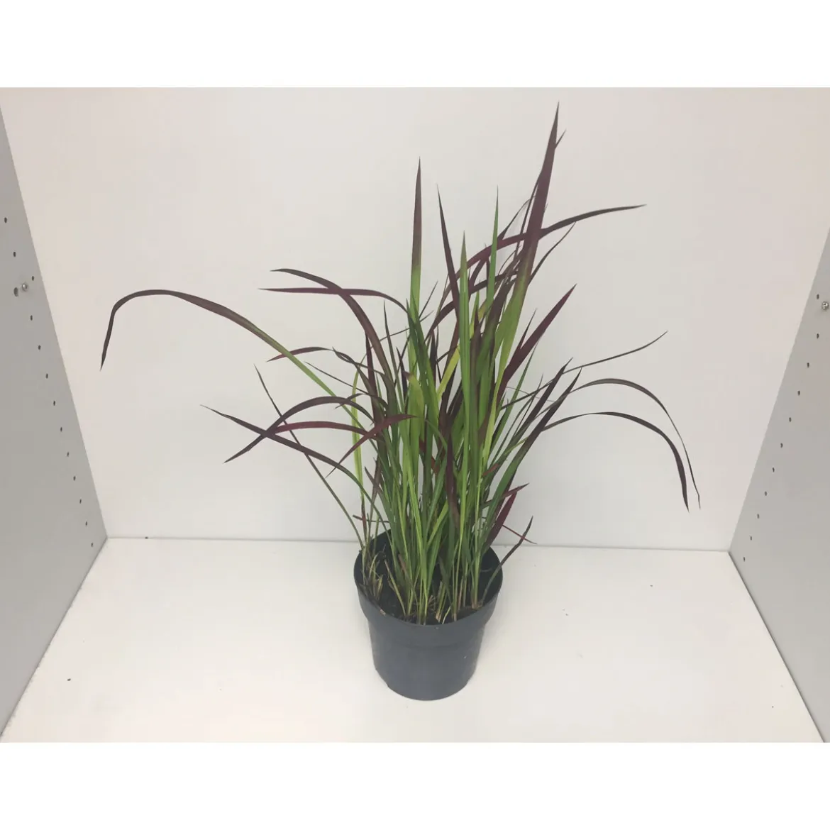 PlantiflorJapanisches Blutgras Red Baron P14