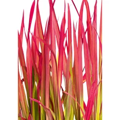 PlantiflorJapanisches Blutgras Red Baron Topf Durchmesser 19 cm