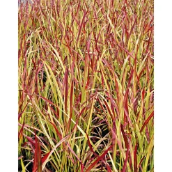 PlantiflorJapanisches Blutgras Red Baron Topf Durchmesser 19 cm
