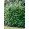 PlantiflorKirschlorbeer Novita 80-100 cm