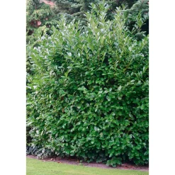 PlantiflorKirschlorbeer Novita 80-100 cm