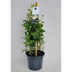PlantiflorKletterrose weiß Topf 23 cm