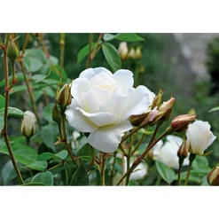 PlantiflorKletterrose weiß Topf 23 cm