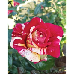 PlantiflorKletterrose „Zweifarbig“, Topf Ø 23 cm