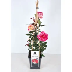 PlantiflorKletterrose „Zweifarbig“, Topf Ø 23 cm