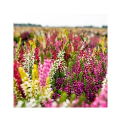 PlantiflorKnospenheide Beauty Ladies Trio