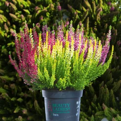 PlantiflorKnospenheide Beauty Ladies Trio