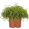 PlantiflorKorallenkaktus 15-20 cm T12