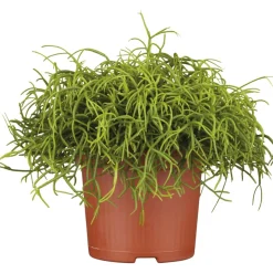 PlantiflorKorallenkaktus 15-20 cm T12