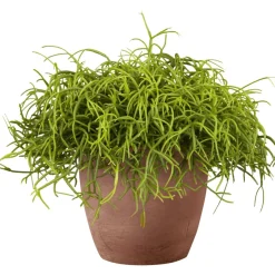 PlantiflorKorallenkaktus 15-20 cm T12