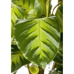 PlantiflorKorbmarante Topf 12 cm