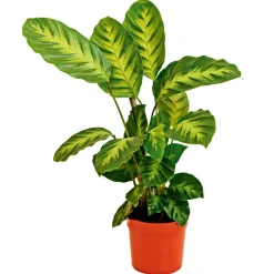 PlantiflorKorbmarante Topf 12 cm