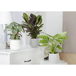 PlantiflorKorbmarante Topf 12 cm