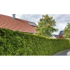 PlantiflorLebensbaum Smaragd Topf- Durchmesser ca 23 cm