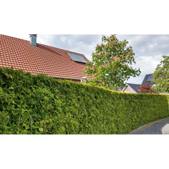 PlantiflorLebensbaum Smaragd Topf- Durchmesser ca 23 cm