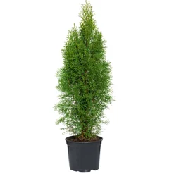 PlantiflorLebensbaum Smaragd Topf- Durchmesser ca 23 cm