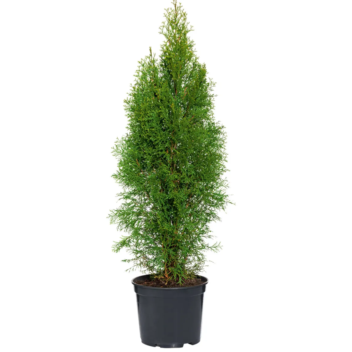 PlantiflorLebensbaum Smaragd Topf- Durchmesser ca 23 cm