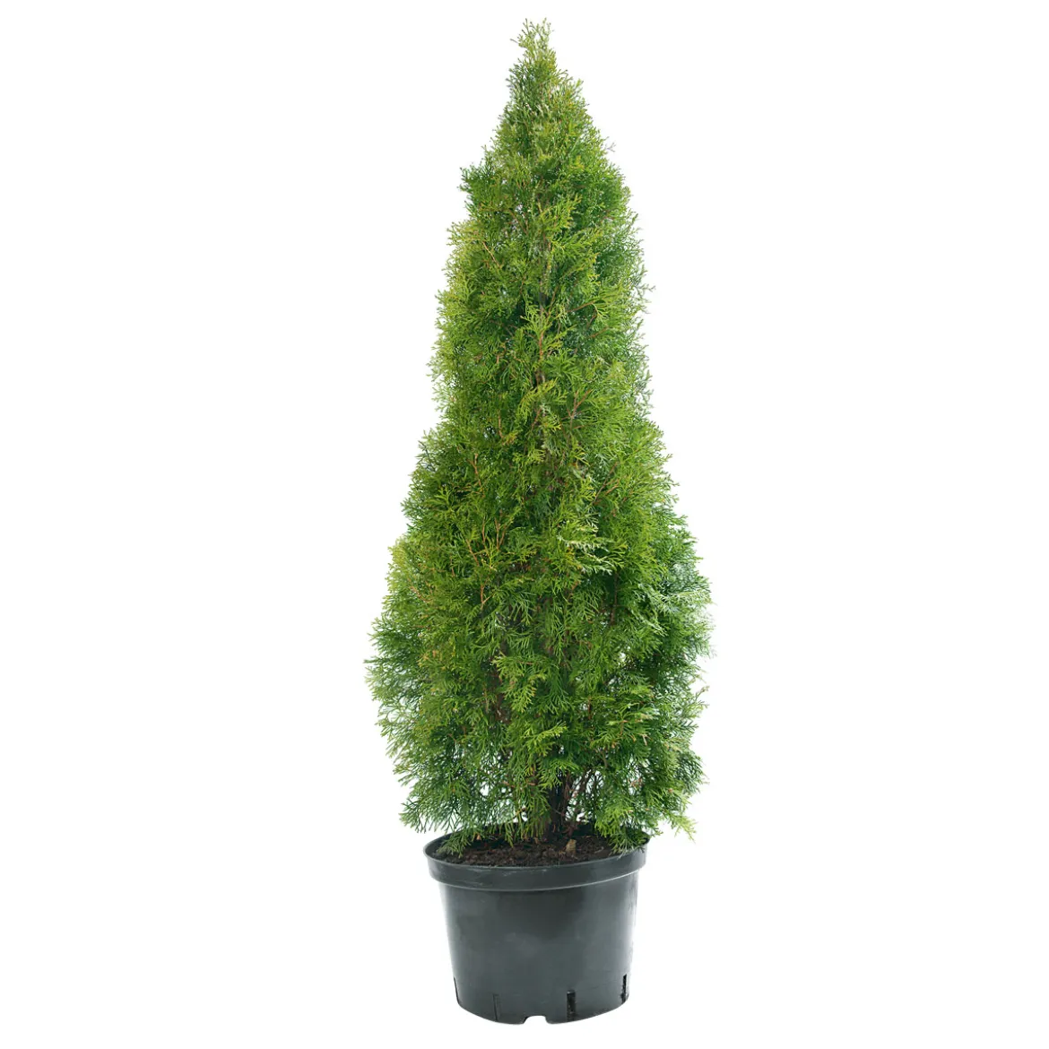 PlantiflorLebensbaum Smaragd Topf- Durchmesser ca 23 cm