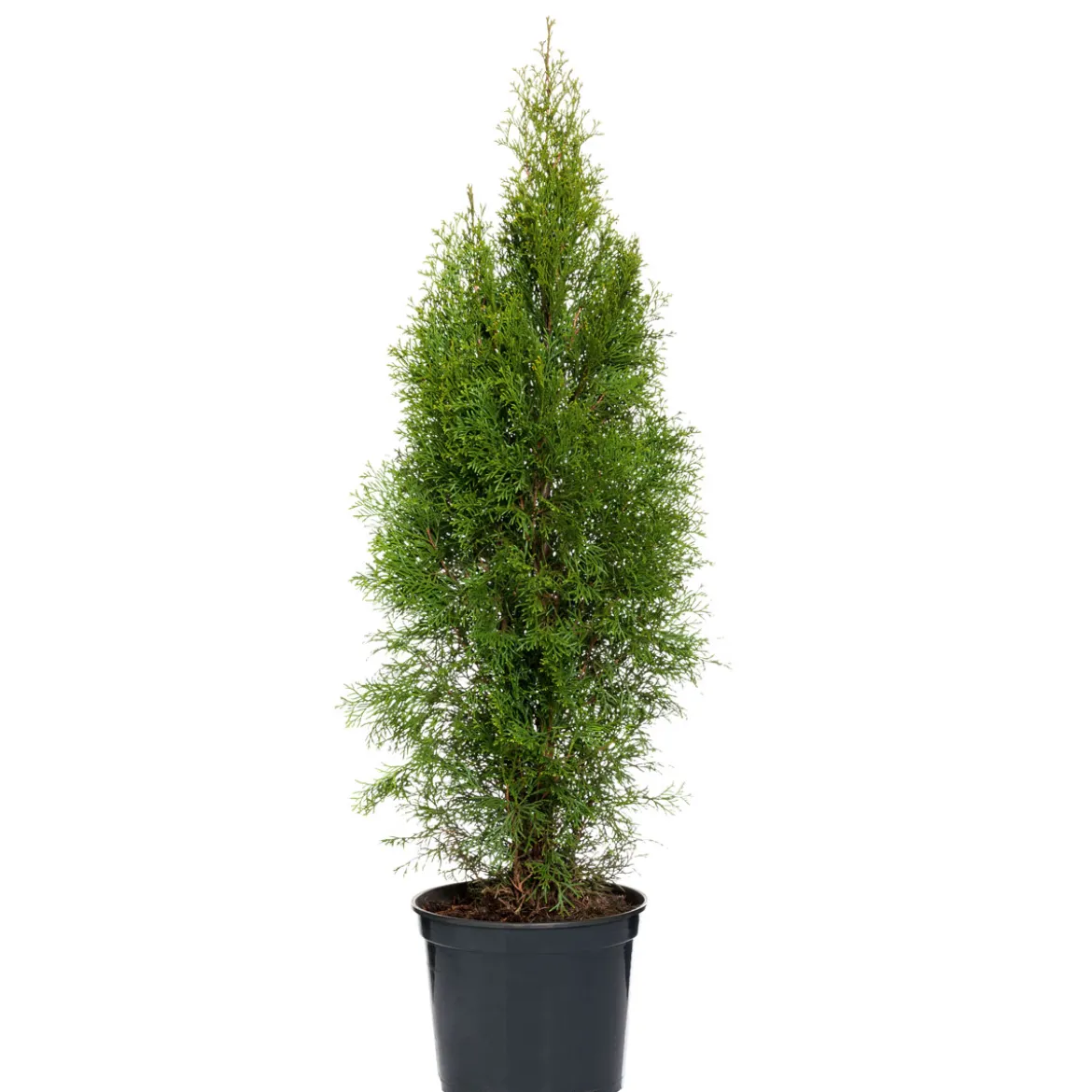 PlantiflorLebensbaum Smaragd Topf- Durchmesser ca 23 cm