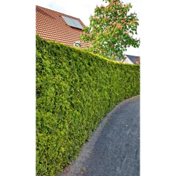 PlantiflorLebensbaum Smaragd Topf- Durchmesser ca 23 cm